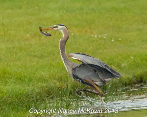 Photographing Blue Heron