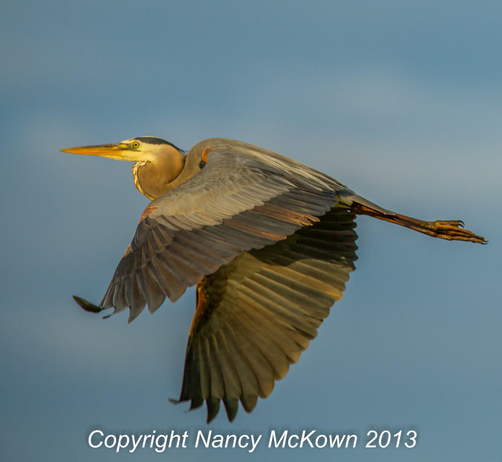 Photograph of Great Blue Heron in Flight