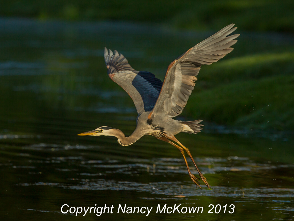 Photograph of Great Blue Heron in Flight