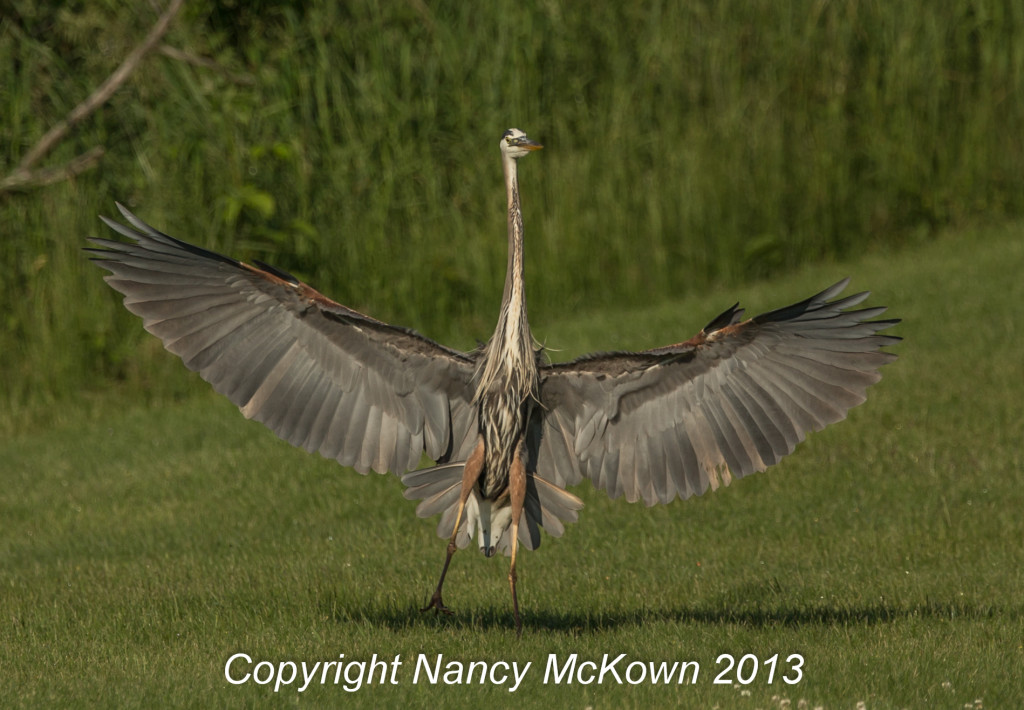 Photograph of the Great Blue Heron takeoff