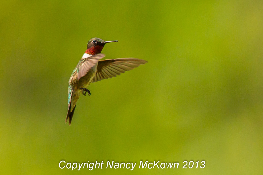 Photograph of Hovering Male Hummingbird