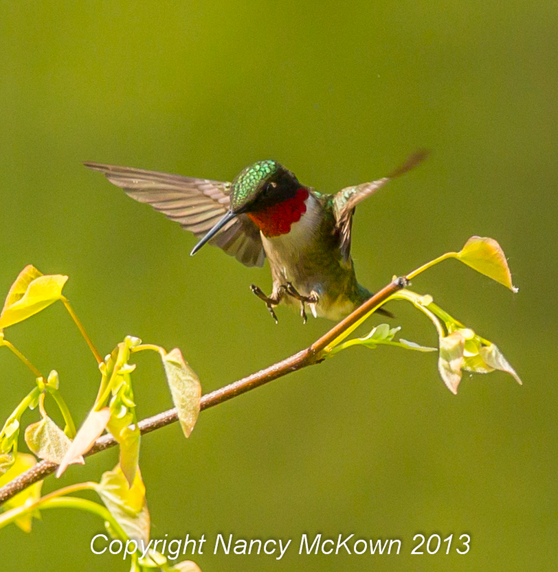 Photo of Hummingbird Coming in for a Landing