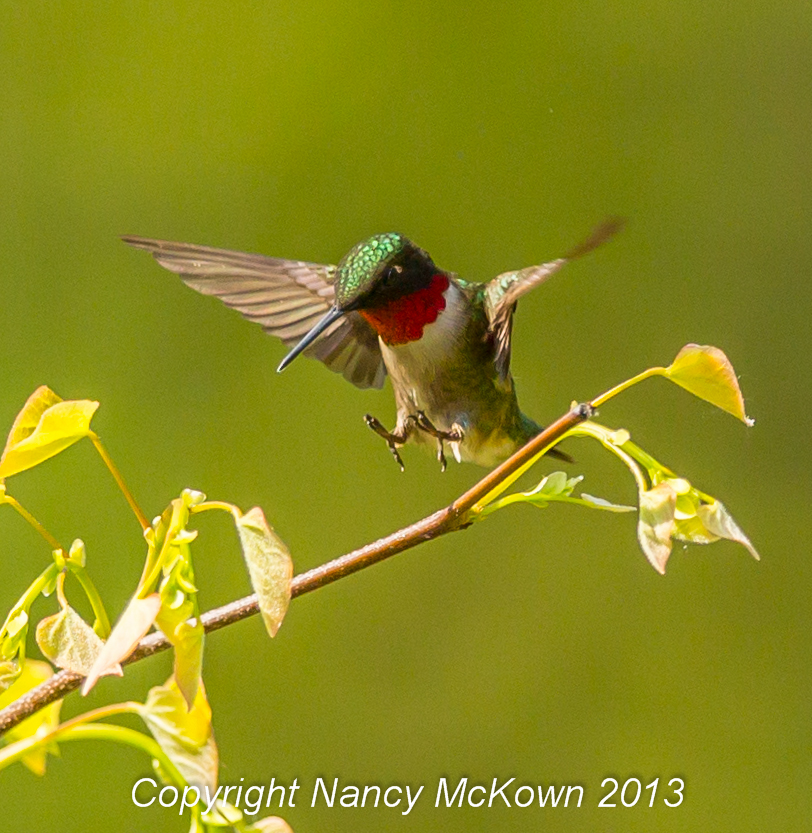 hummingbird photography tumblr