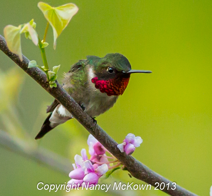 Hummingbird Watching- Ready to DiveBomb Any Other Hummer Who Invades His Feeder