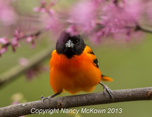 Oriole bird photo