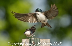 Photograph of Tree Swallows Mating