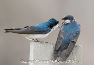 2 Tree Swallows Bickering