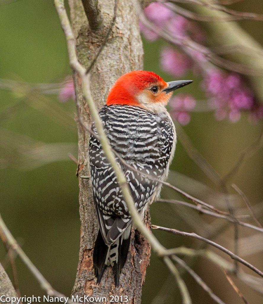 Photo of Red Bellied Male Woodpecker