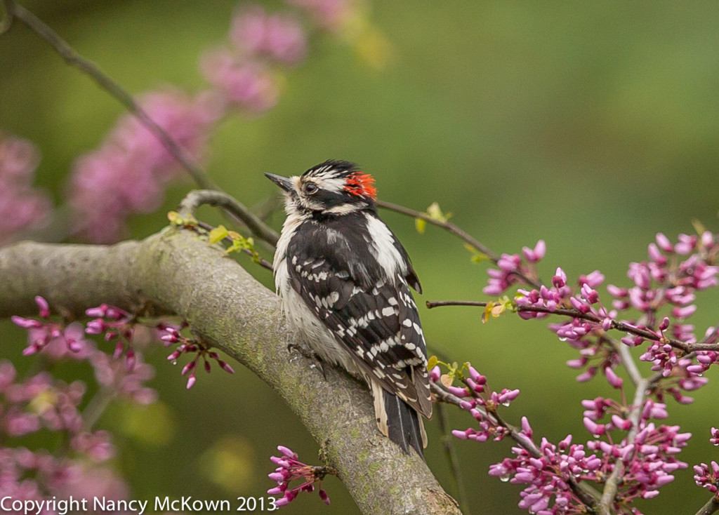 Photo of Male Downy Woodpecker