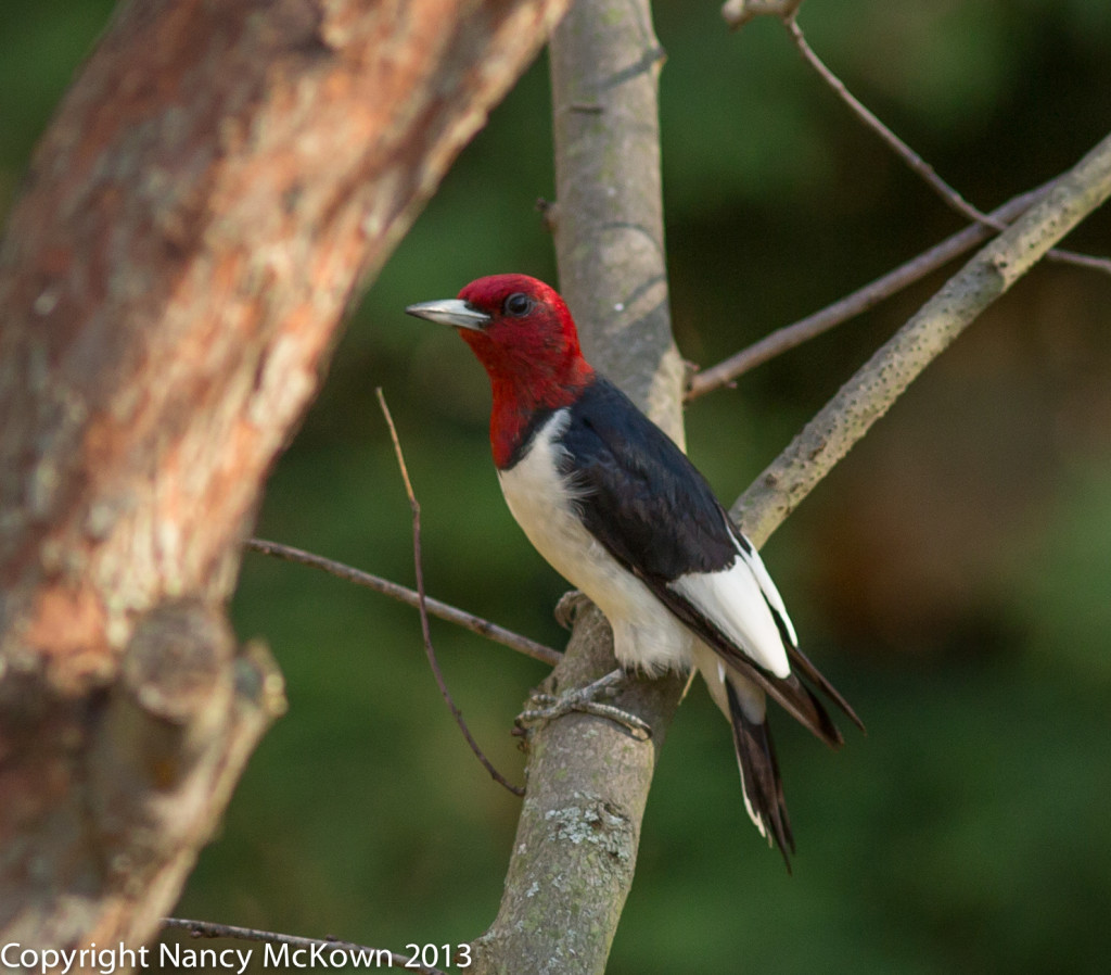 Photo of Red Headed Woodpecker