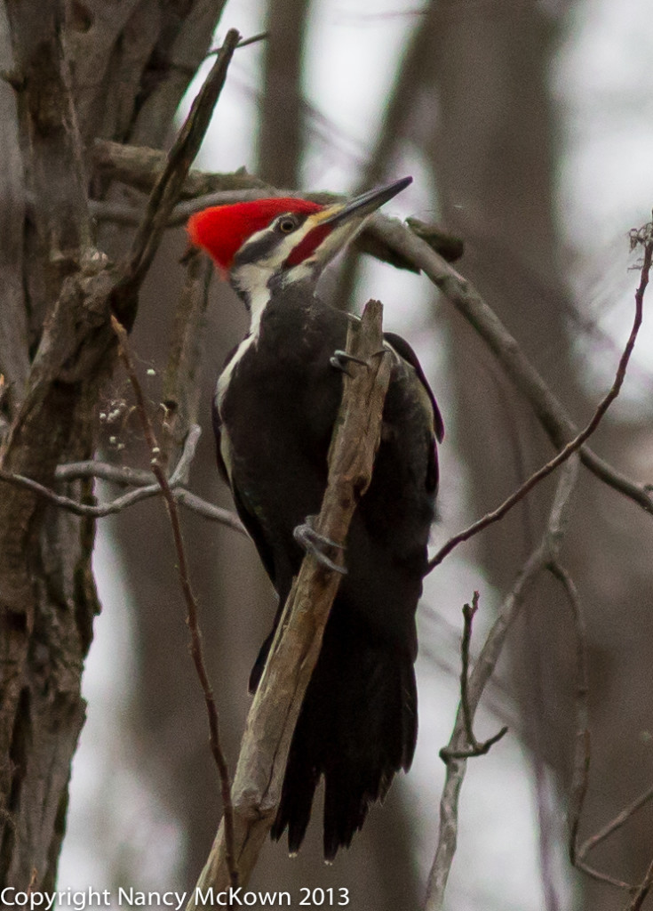 Photo of Pileated Woodpecker