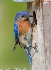 Blue bird photograph, Blue Bird Clinging to Blue Bird House