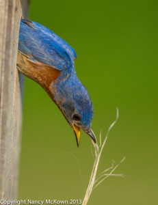 Male BlueBird Cleaning Nest