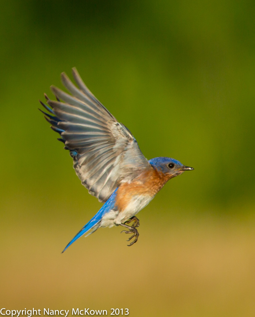 Photograph of Blue Bird in Flight