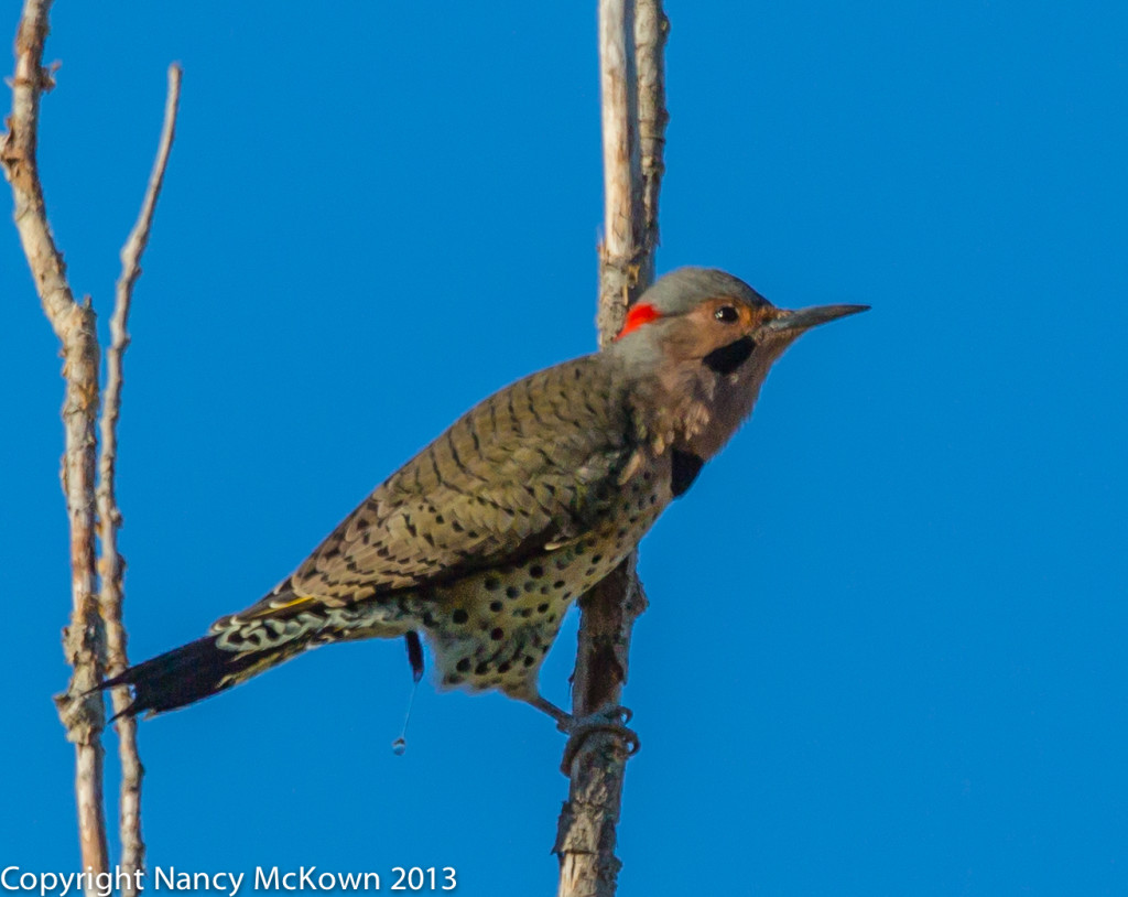 Photo of Northern Flicker