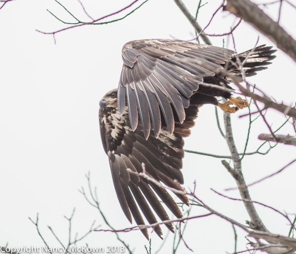 Immature Eagle Taking Off