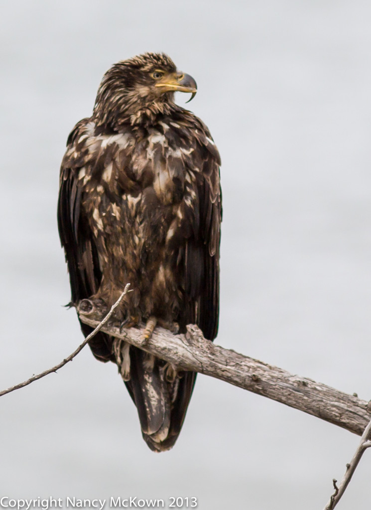 Photograph of Immature Bald Eagle with Beak Deformity