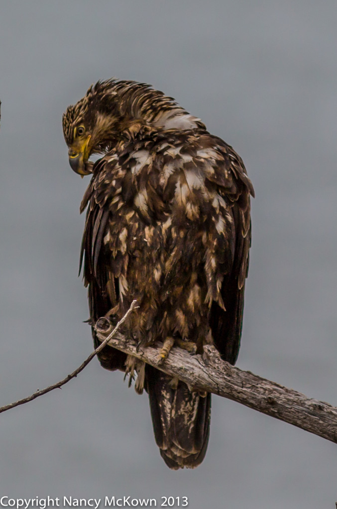 Immature Bald Eagle Preening.  First Sighting of the Lower Beak Deformity