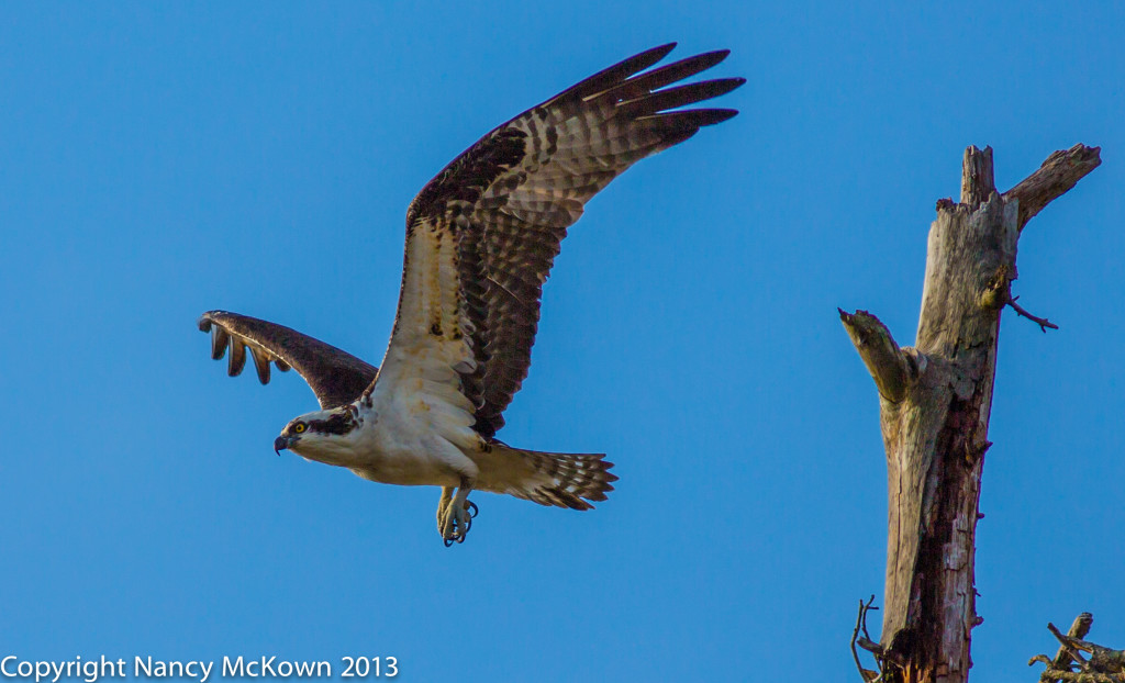 Photography of Osprey in Flight