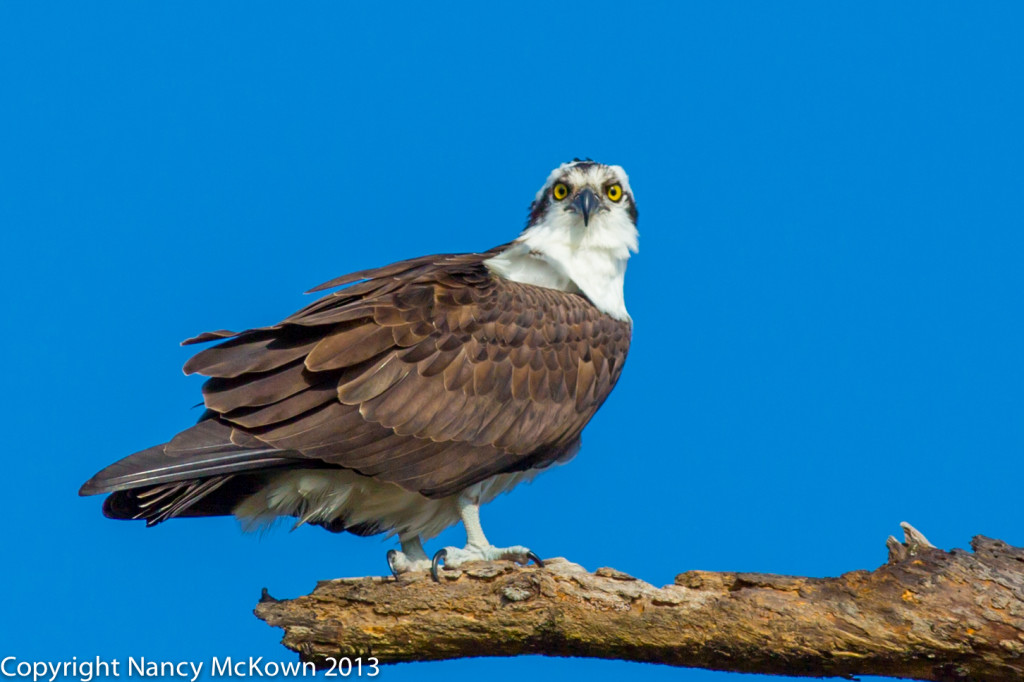 Perched Osprey Photo