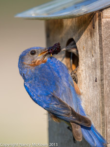 Photograph of Male Bluebird about to Feed Fruit to Baby