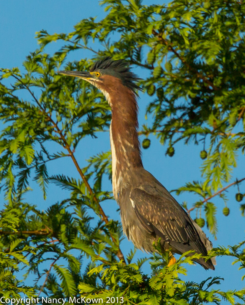 Green Heron, extended neck and black crest