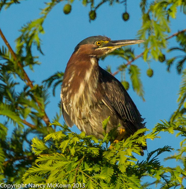 Green Heron Photograph