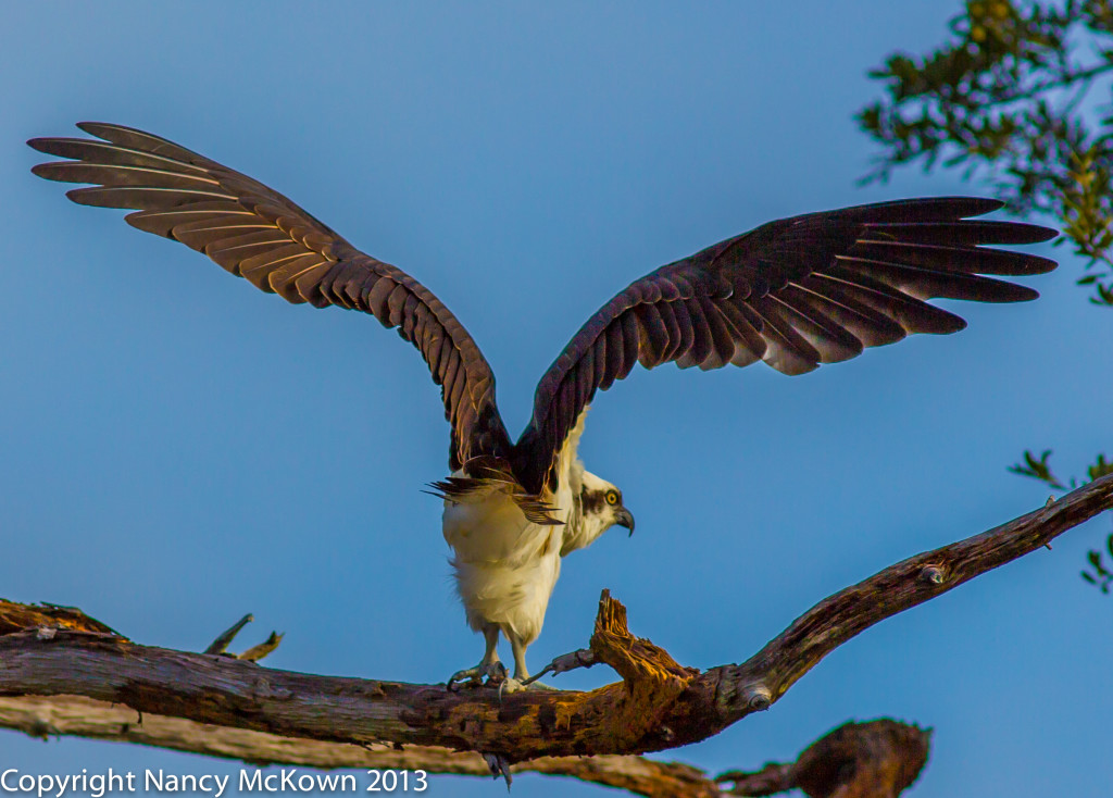 Photograph of Osprey Ready to Take Flight