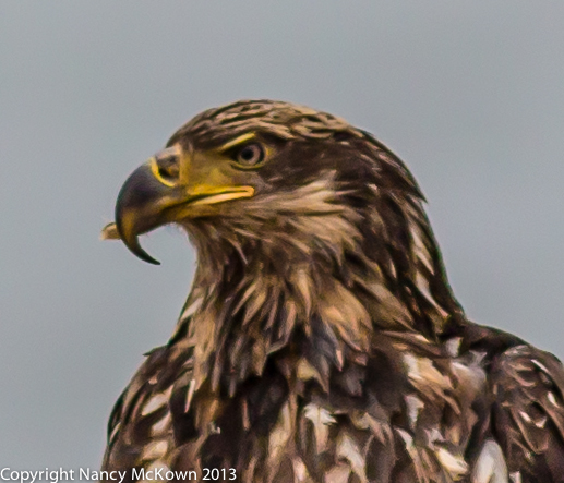 Photograph of Immature Bald Eagle with Beak Deformity