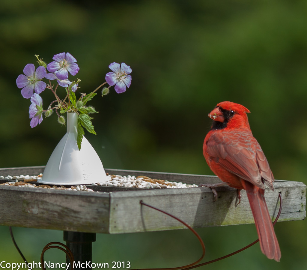 Male Cardinal with Flower Bouquet at the Bird Feeder
