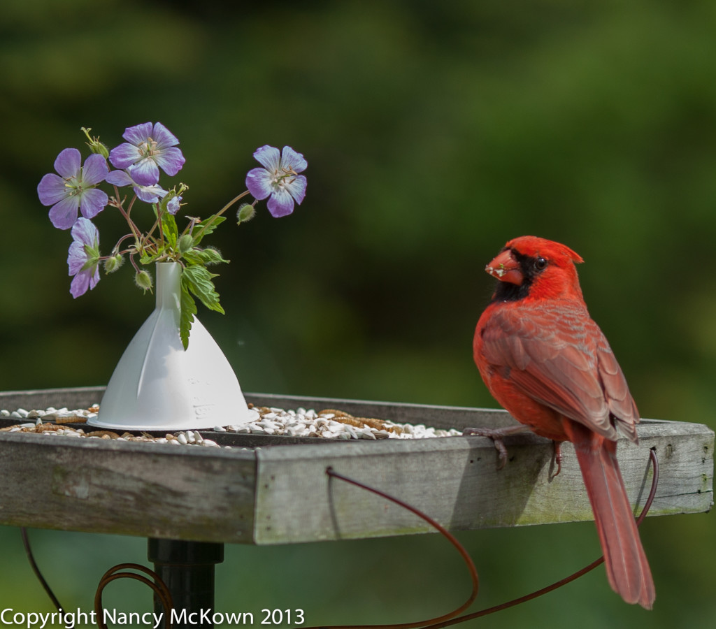 Male Cardinal Eating at Feeder