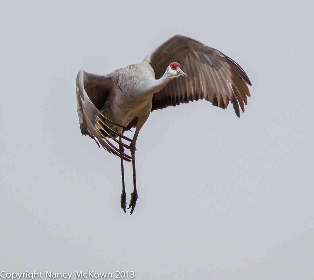 Sandhill Crane in Flight and About to Land
