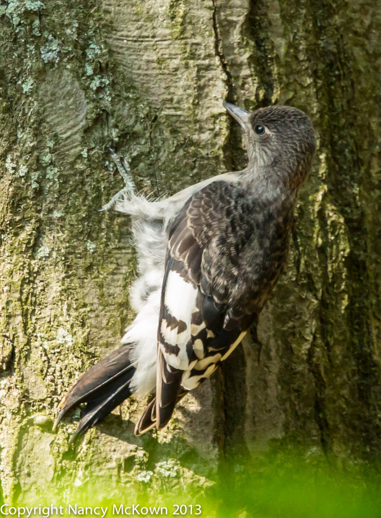 Immature Red Headed Woodpecker