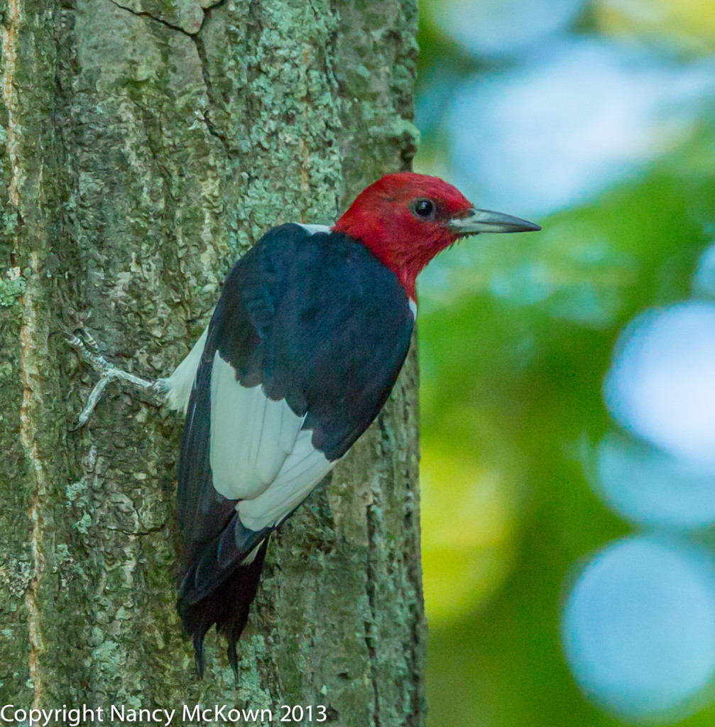 Red Headed Woodpecker