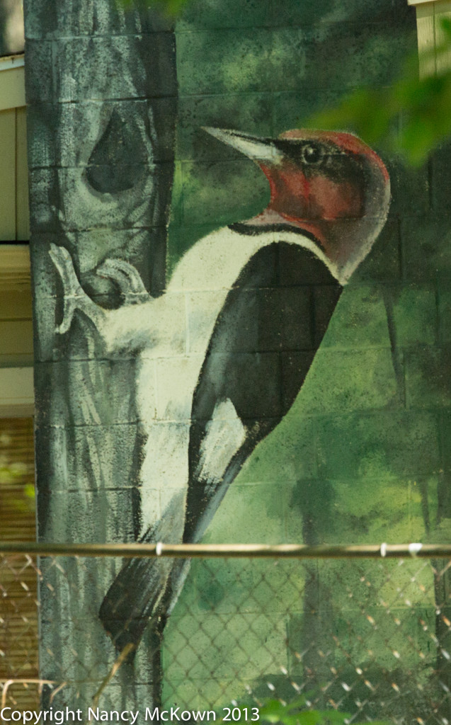 Photo of Painting of Redheaded Woodpecker