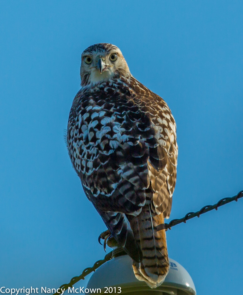 Photograph of Red Tailed Hawk