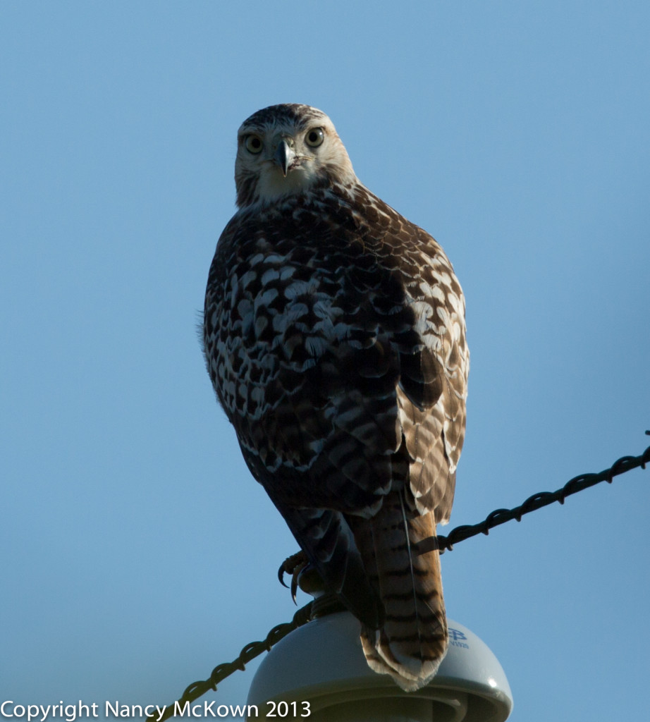 Photo of Red Tail Hawk - Before Processing