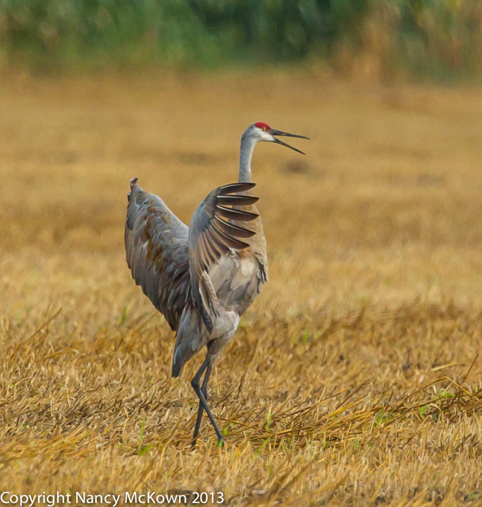 Sandhill Crane Dance