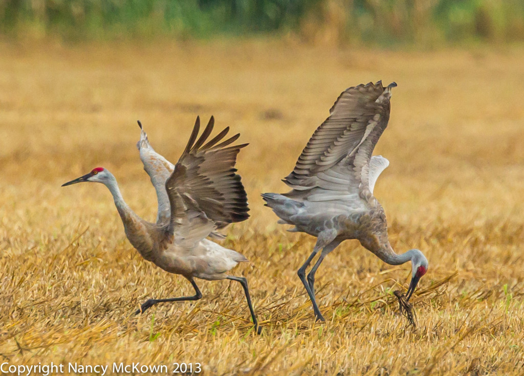 Photograph of Sandhill Cranes Dancing