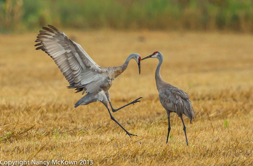 Photo of Sandhill Cranes Dancing