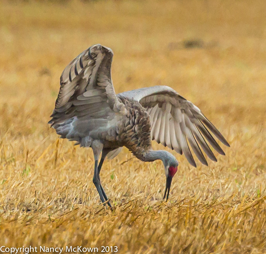 Photograph of Sandhill Crane bowing