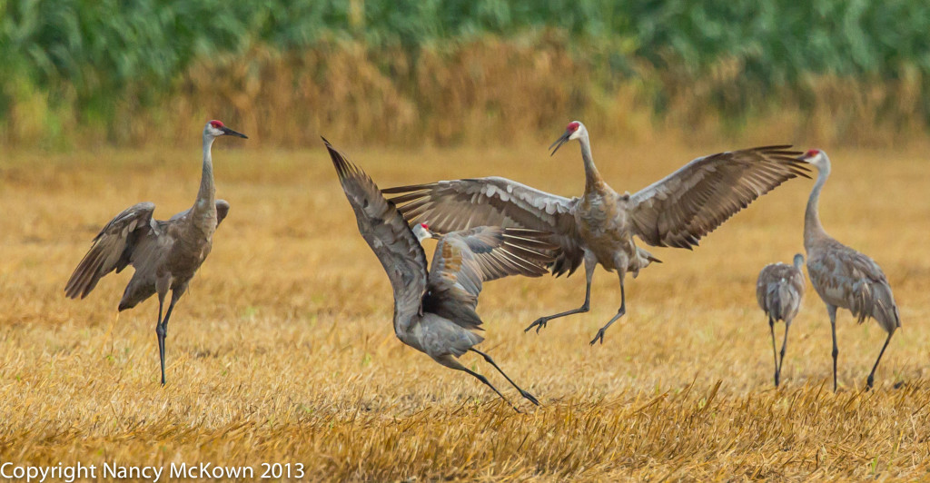 Photo of Sandhill Cranes Dancing