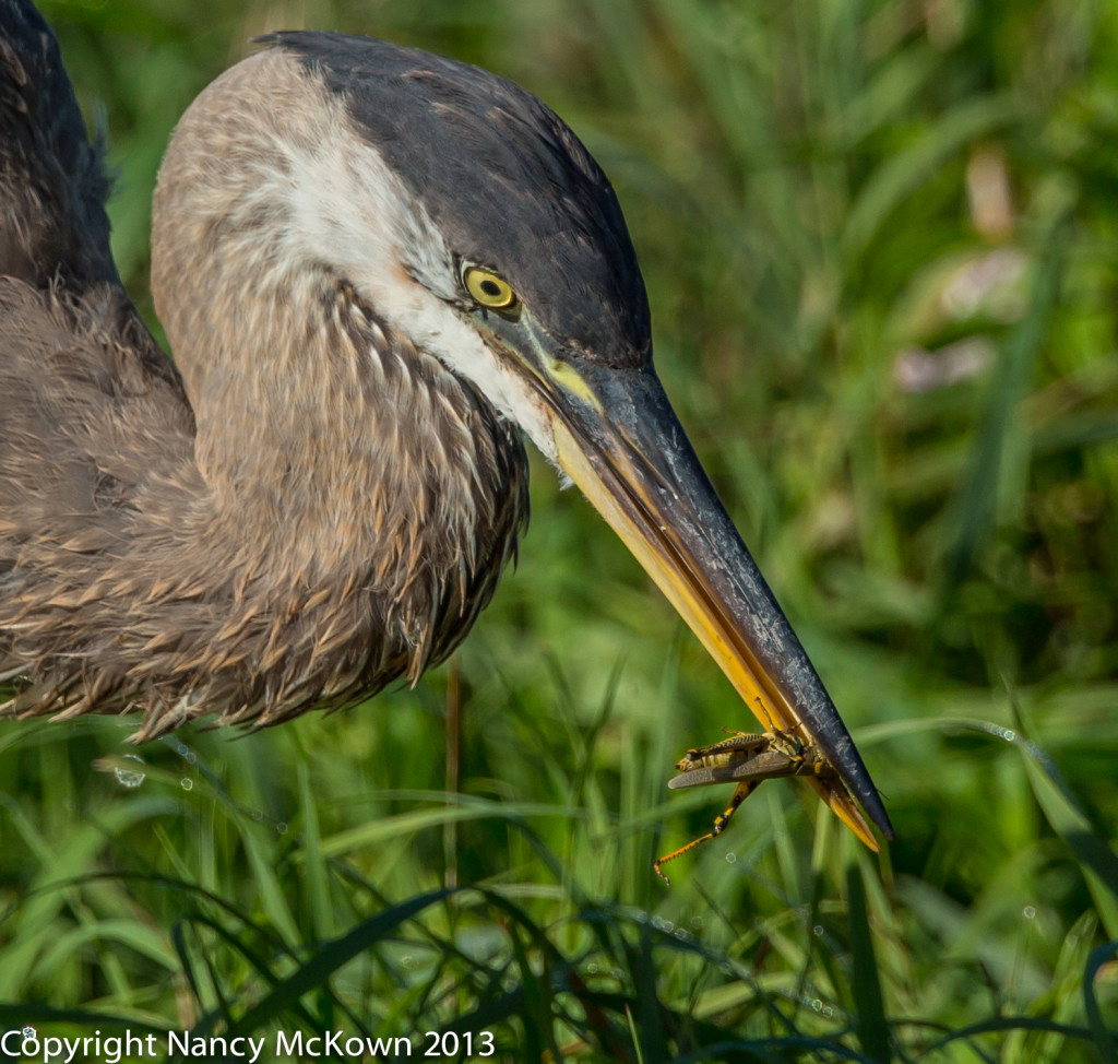 Photo of Great Blue Heron Eating a Grasshopper