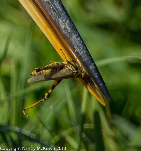 Photo of Grasshopper Trapped in the Beak of a Great Blue Heron