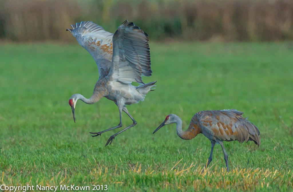 Photo of Sandhill Crane Dancing