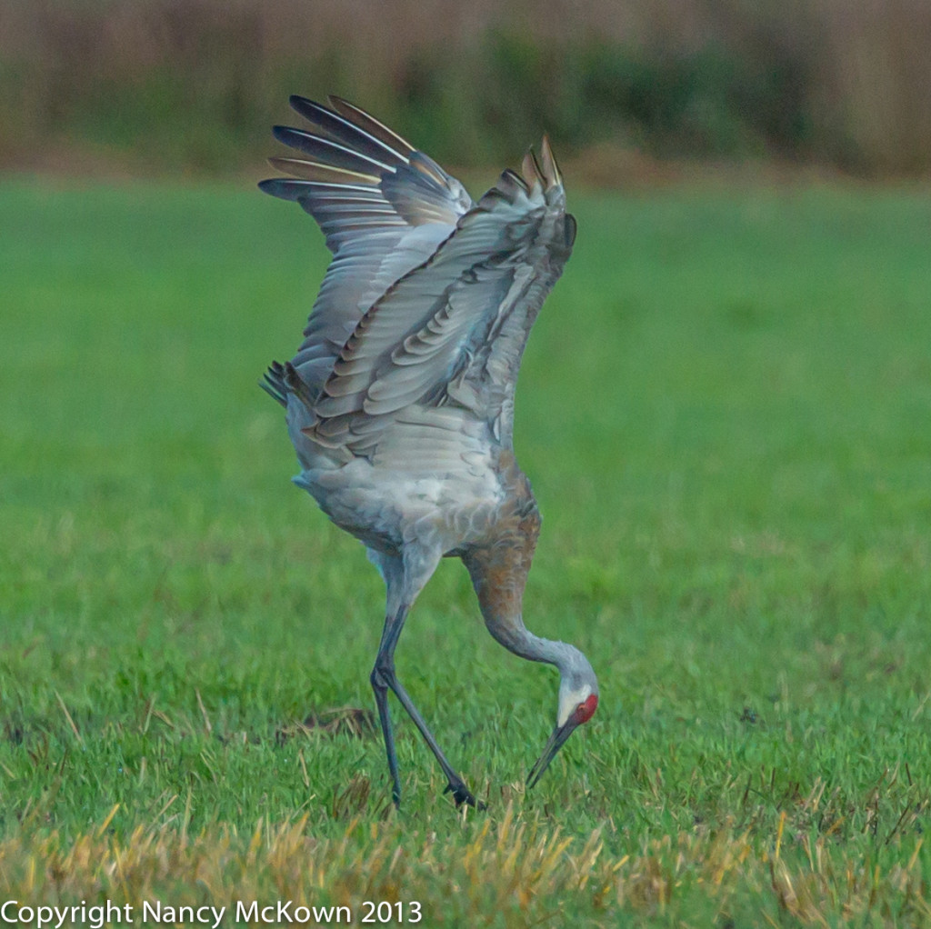 Photo of Dancing Sandhill Cranes