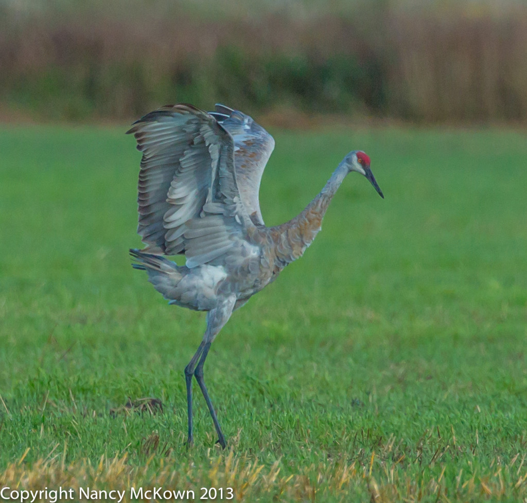 Photo of Sandhill Crane Dancing