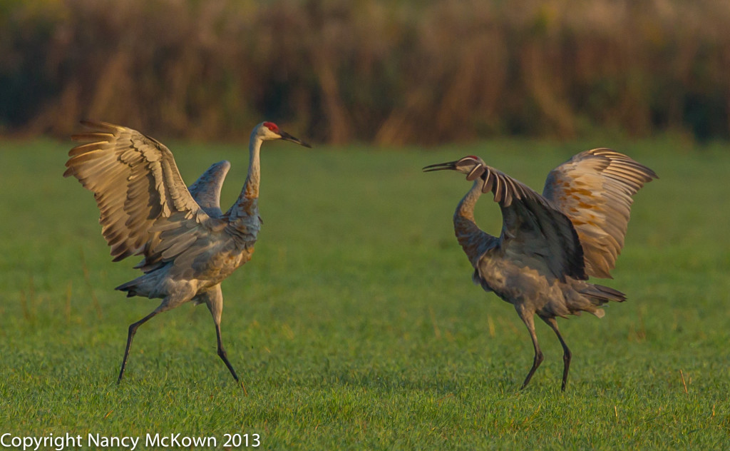 Photograph of Sandhill Cranes Dancing