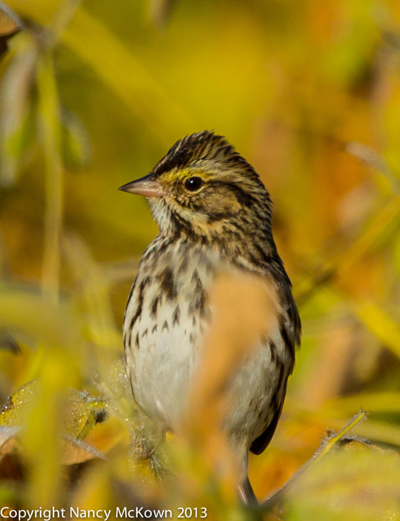 Photo of Savannah Sparrow