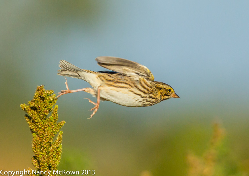 Photograph of Savannah Sparrow